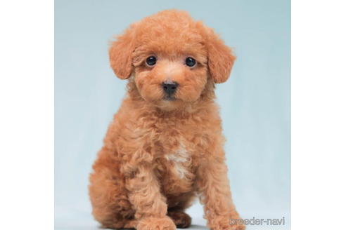 成約済の東京都のトイプードル-202136の1枚目